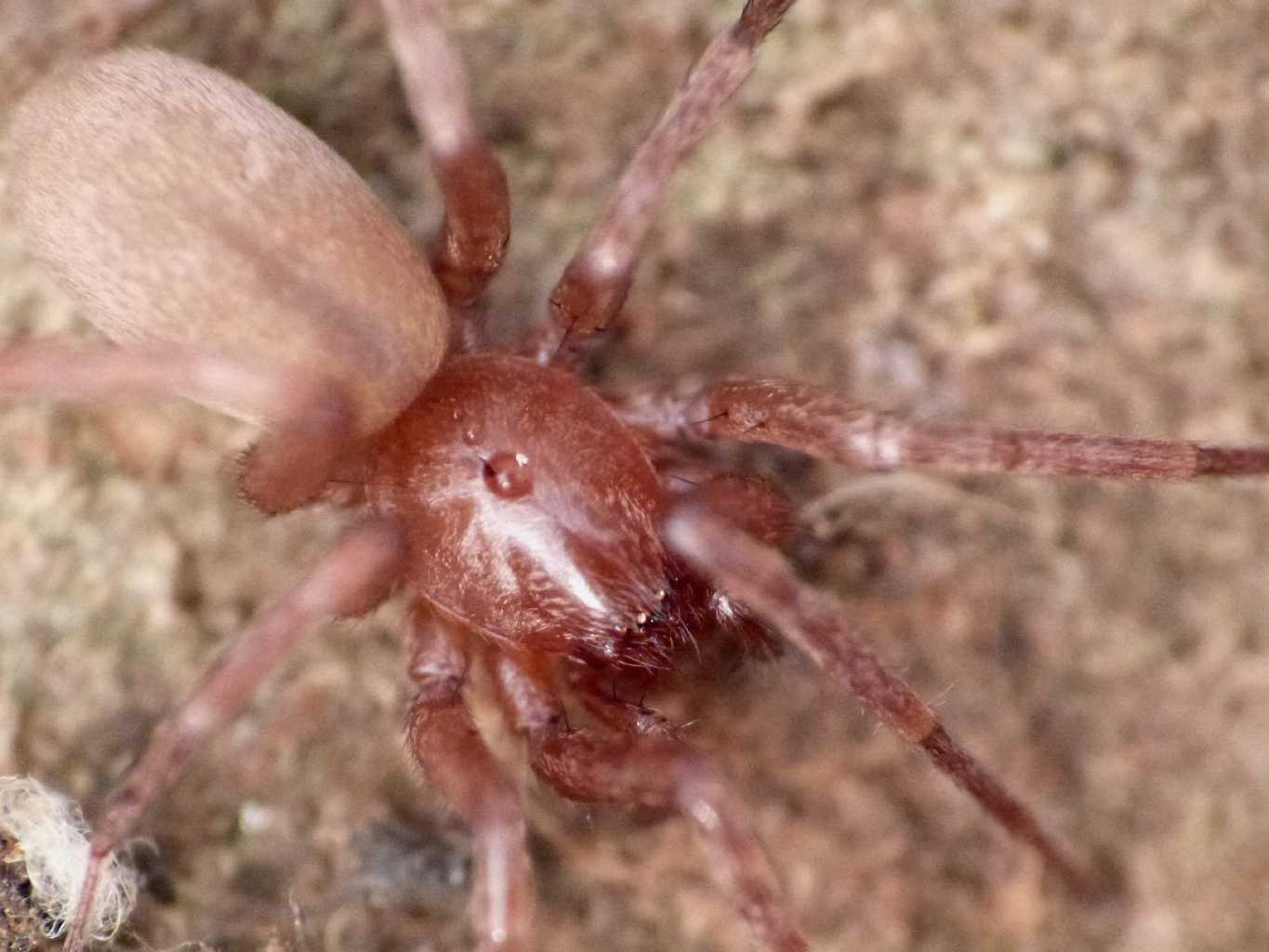 Mesiotelus sp. - Tolfa (RM)